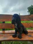 suczka cocker spaniel