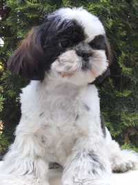 Shih Tzu chłopczyk ZKwP FCI