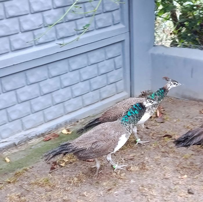 Pawie Indyjskie 2025r.