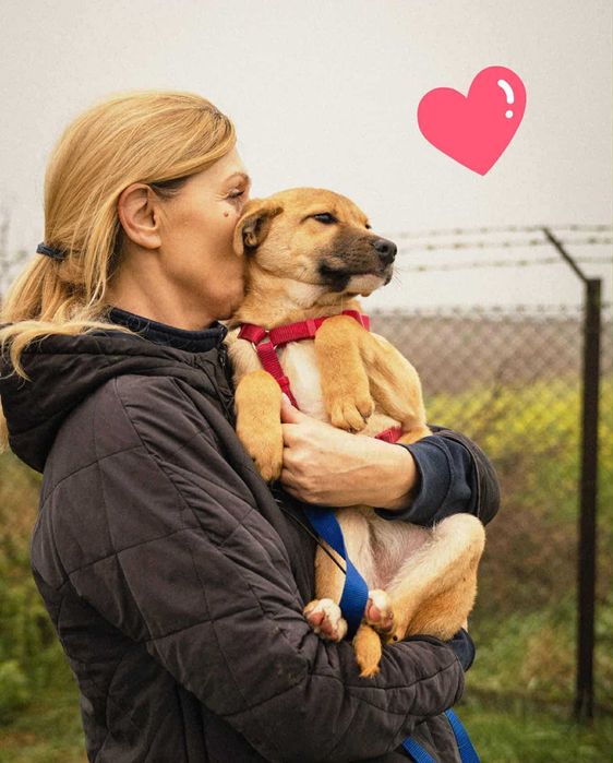 Malutkie psie dziecko marznie w zimnym kojcu-pokochaj, adoptuj!