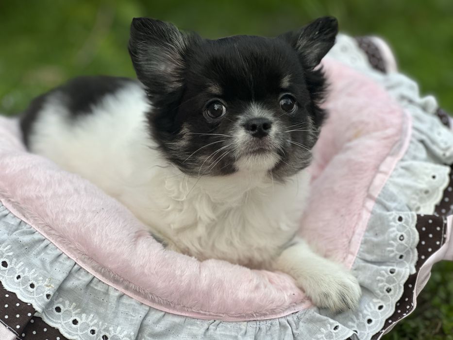 Długowłosy chihuahua piesek