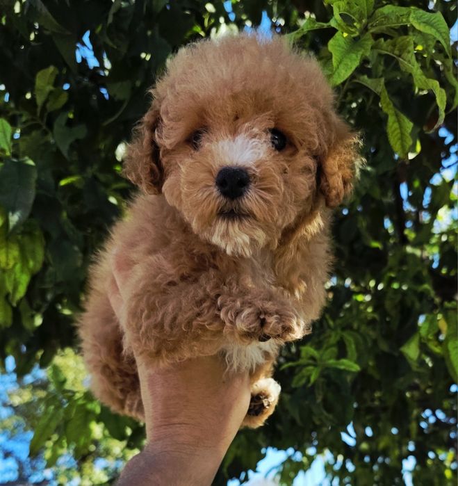 Bichpoo f1b suczka  maltipoo friespoo pudel toy Pięknej urody