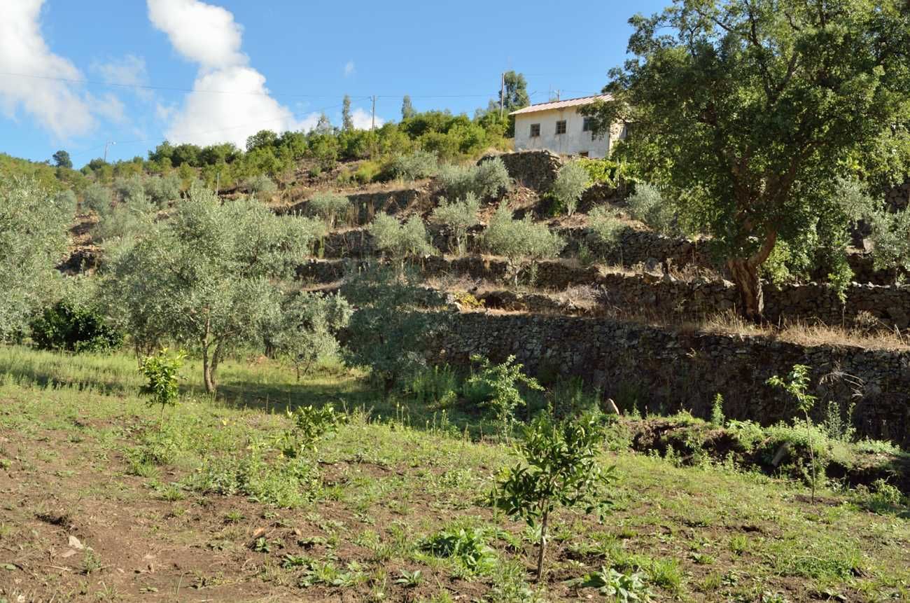 Casa antiga e terreno