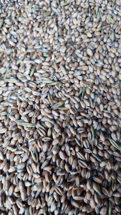 Owies. Sprzedam owies workowany.