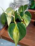 Filodendron brazil nie epipremum kwiat