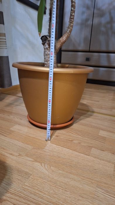 Кімнатна квітка пальма юка