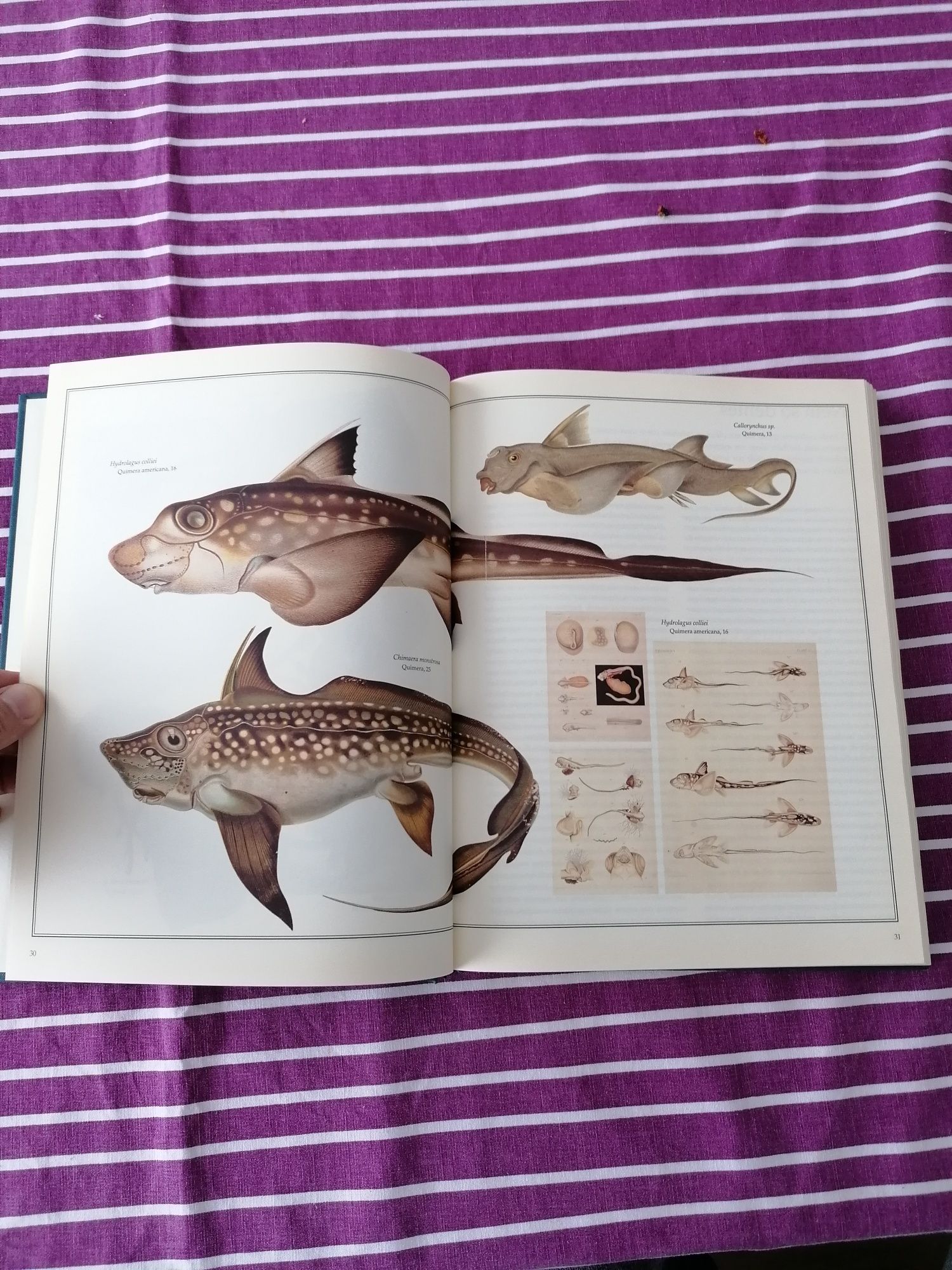 Livro peixes do mundo