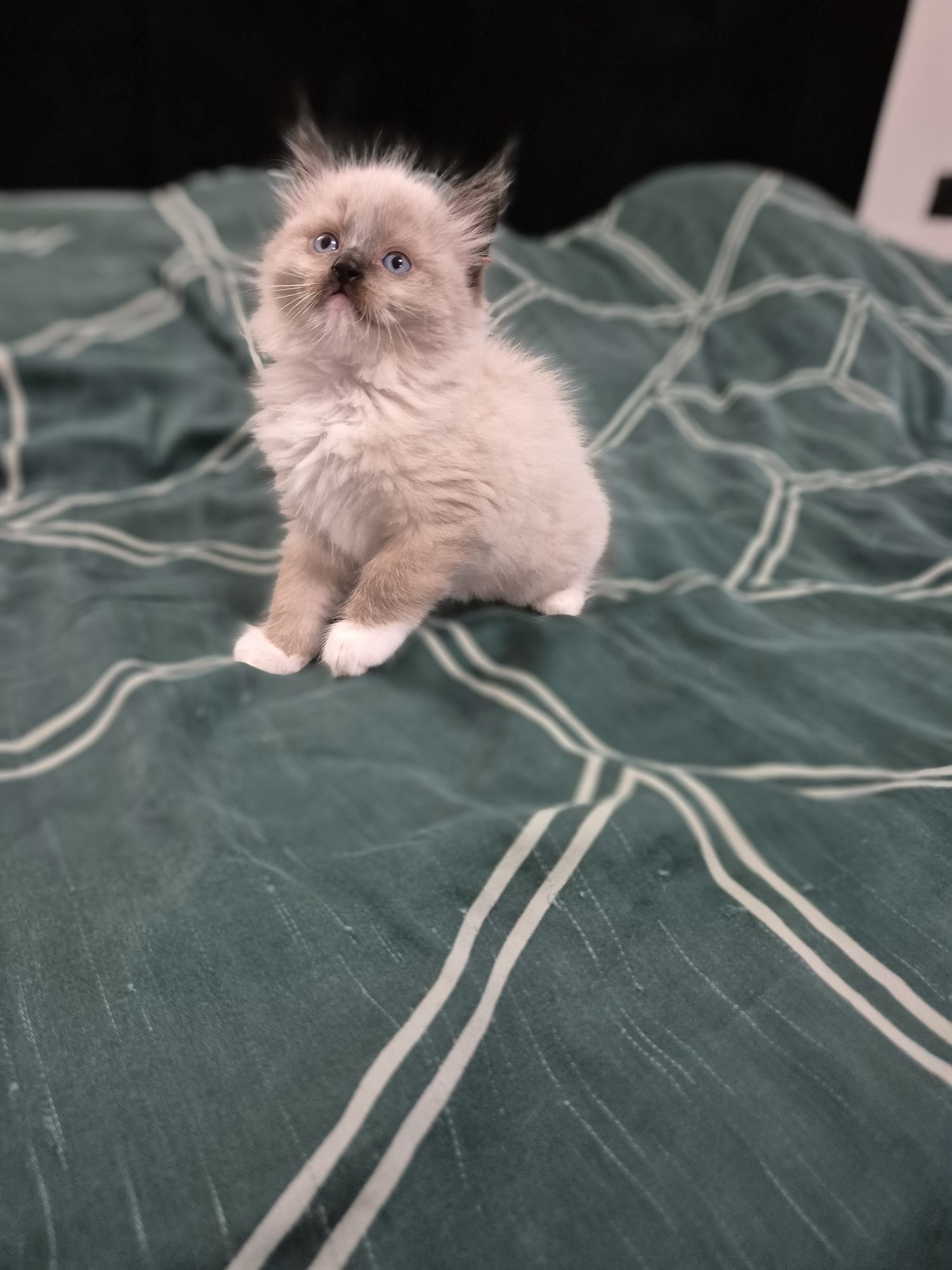 Kocurek ragdoll FPL seal mitted