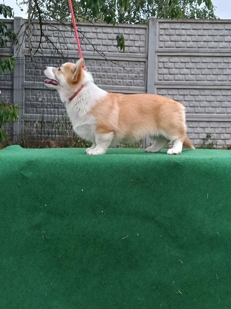 Kochany chłopiec corgi pembroke ZKwP FCI