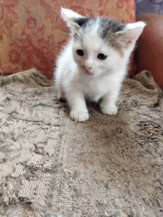 Маленькі котики шукають