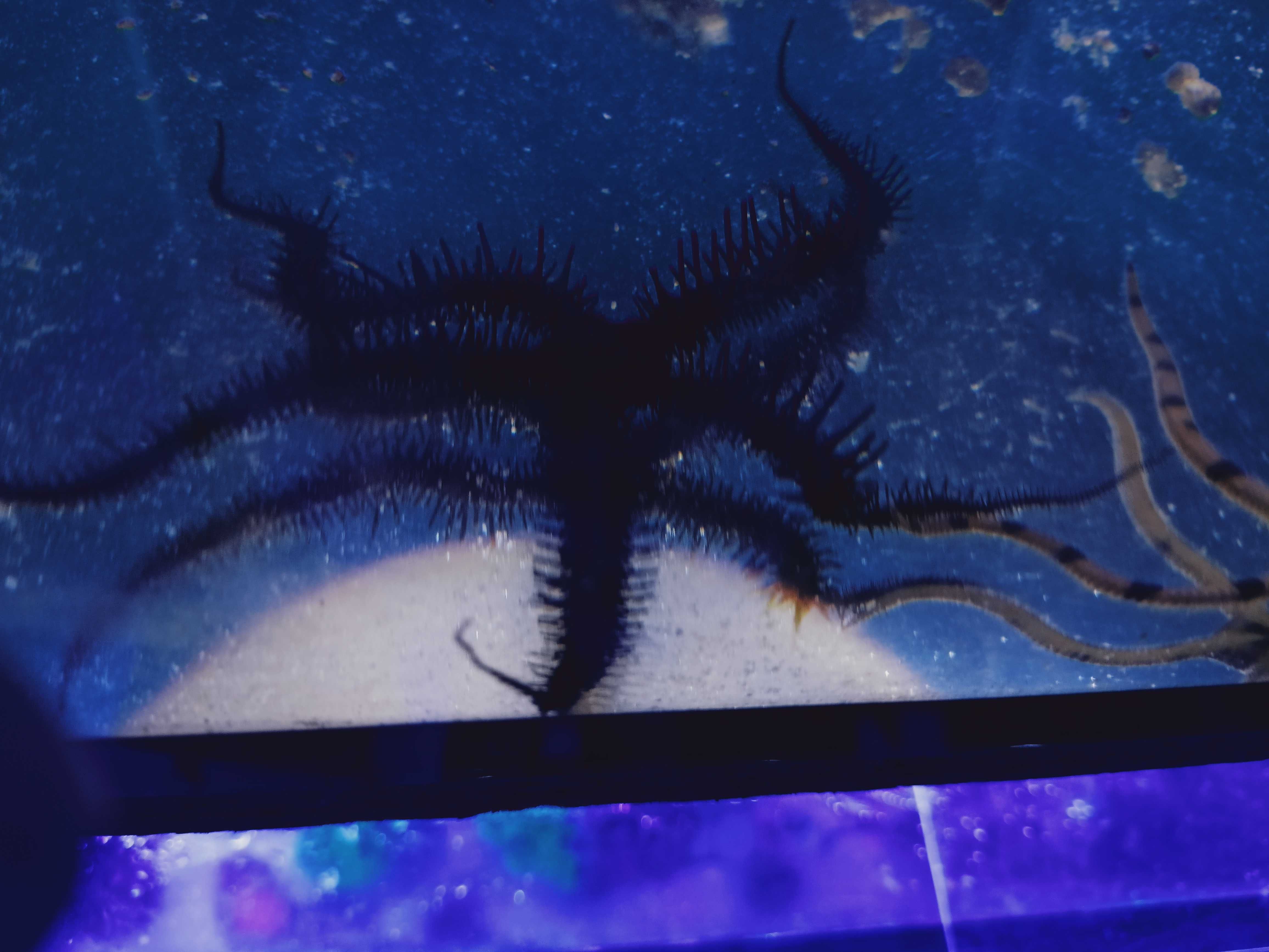 Ophiocomina scolopendrina wężowidło morskie