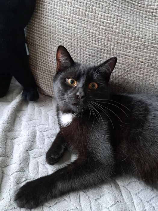 Oddam kotka za darmo!