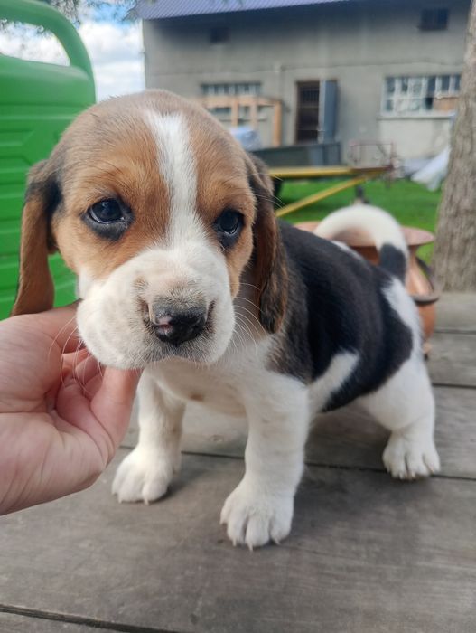 Piękna suczka Beagle