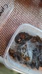 Ptasznik Cyriocosmus perezmilesi L3/4