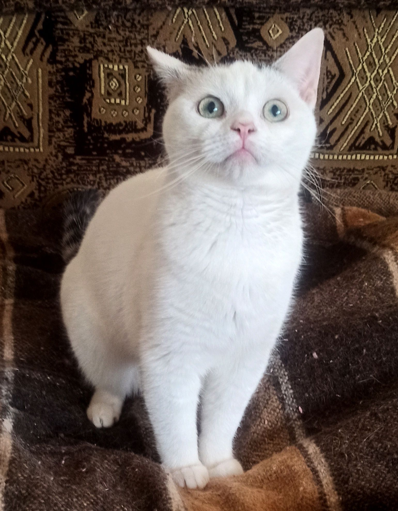 Славный котик ласкунчик