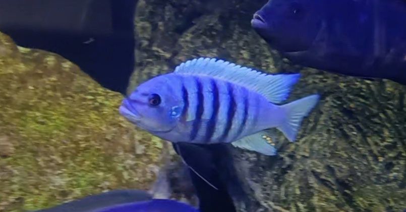 Pseudotropheus sp. zebra chilumba „Maison Reef. j