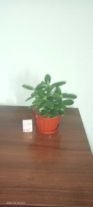 Толстянка , крассула, денежное дерево