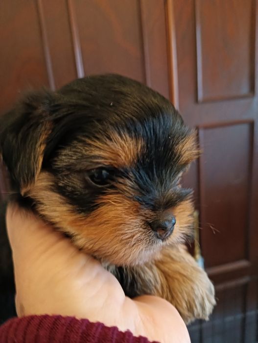 Yorkshire Terrier  macho miniatura