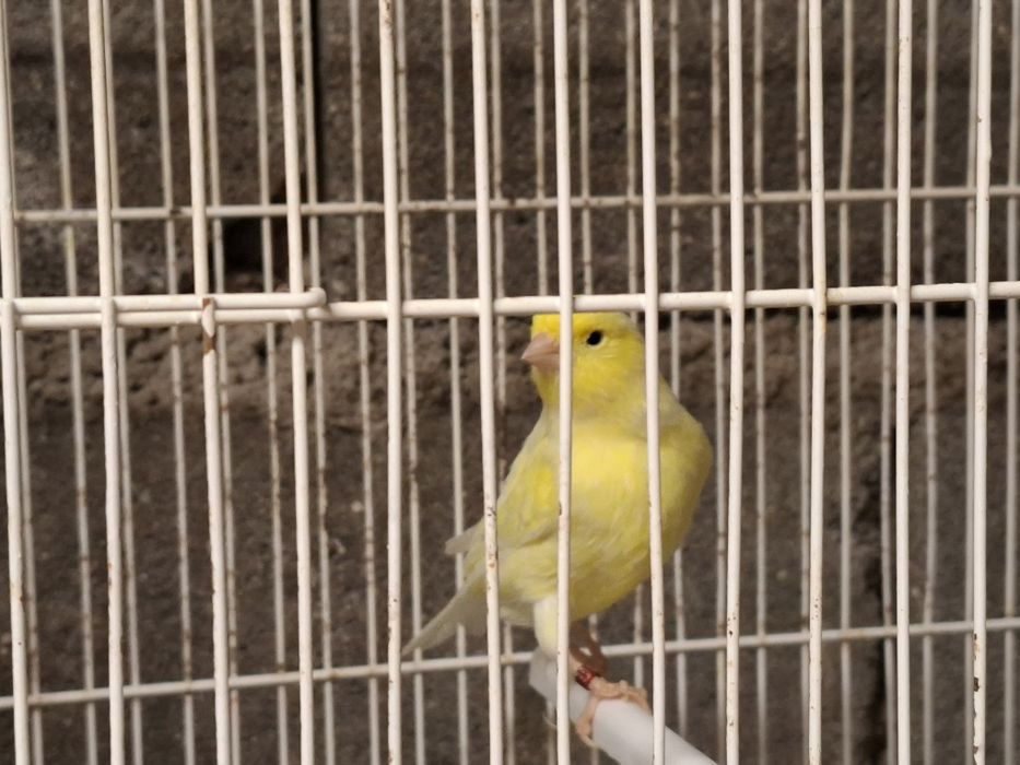 Canarios amarelos machos