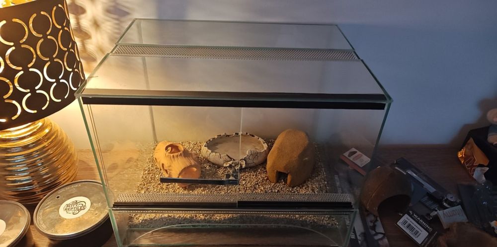 Węże zbożowe  młode