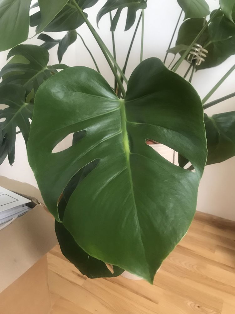 Monstera piękny duży kwiat cudna!