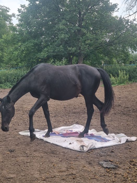 Koń ogier po Kandy Progress