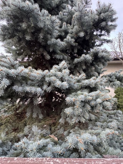 Ялинка 3 м висоти