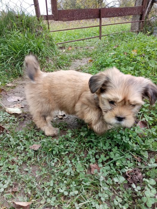 Продам маленькі собачки