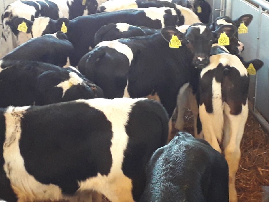 Cielęta  mięsne, MM,MS, jałówki HF na krowy, dowóz