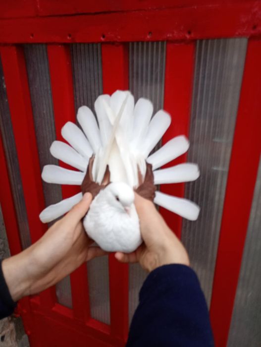 Orliki szaryki nikołajewskie boki