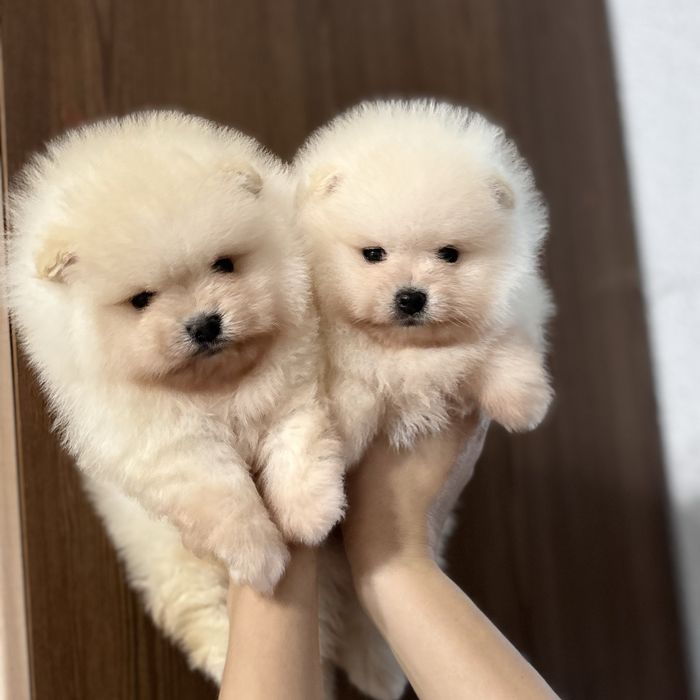 лялькові Ведмедики шоу классу