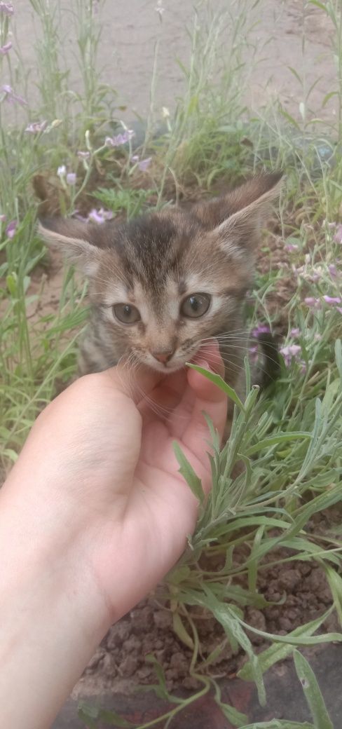 Котенок девочка бесплатно. Кошечка. Котята бесплатно. Кошка даром