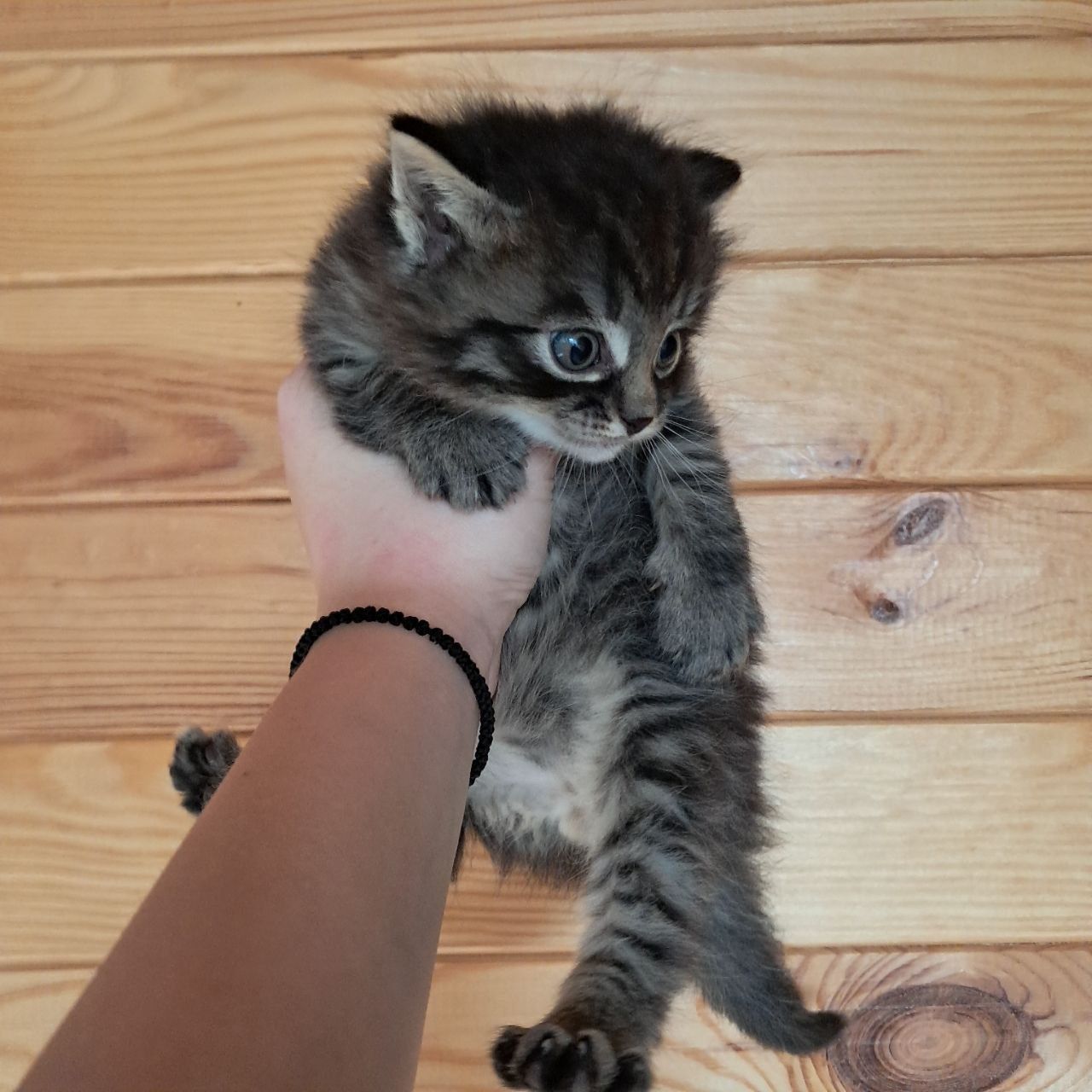 Кошенята в добрі руки