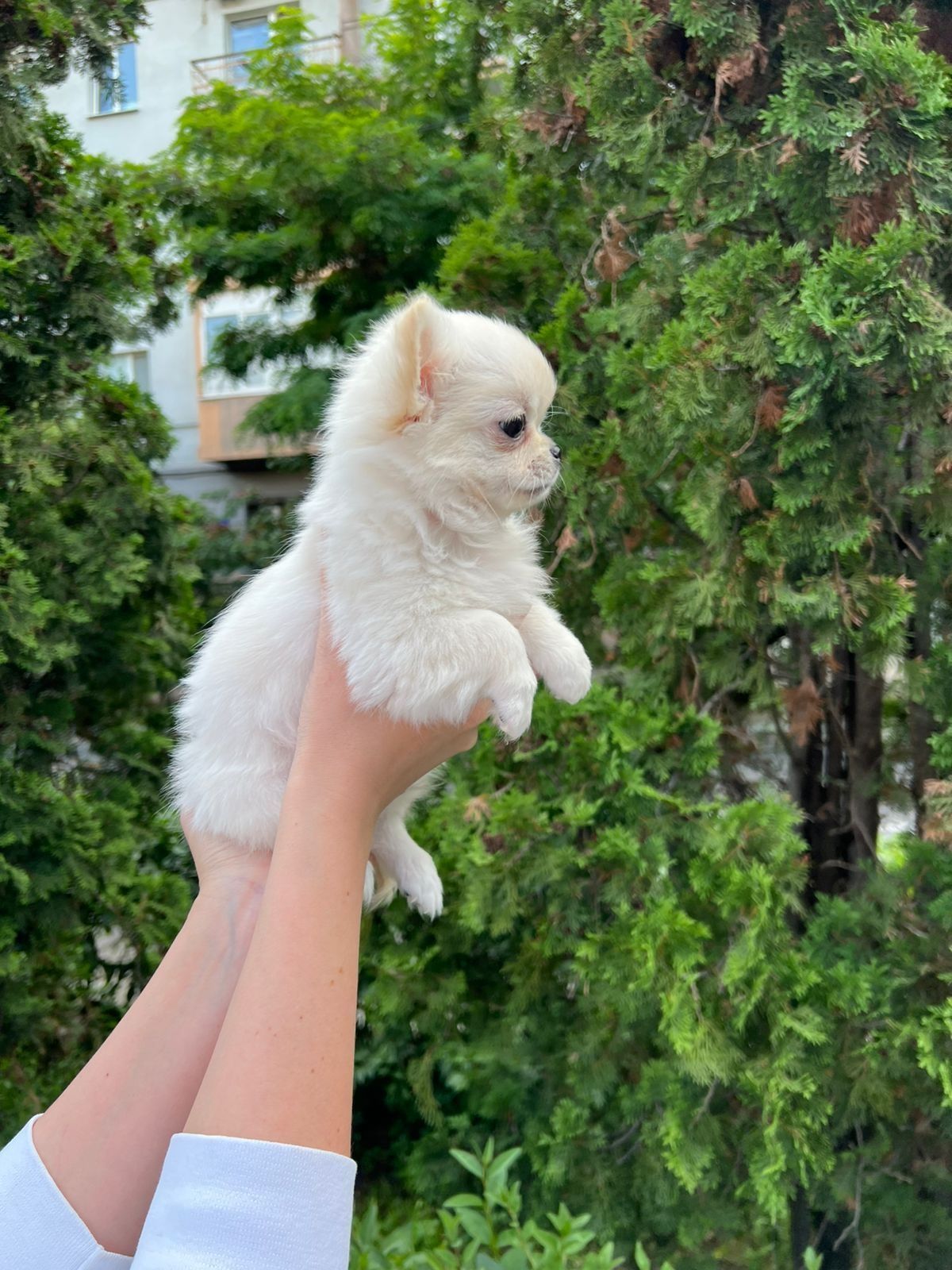 Chihuahua chłopak fci