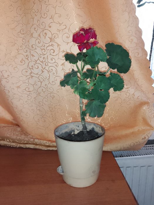 Пеларгония с горшком - домашний цветок