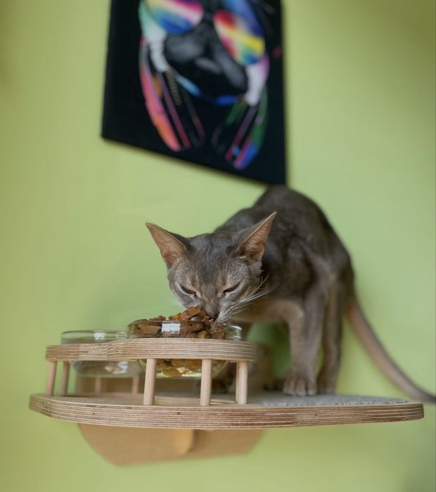 Półka dla kota z miskami i legowiskiem