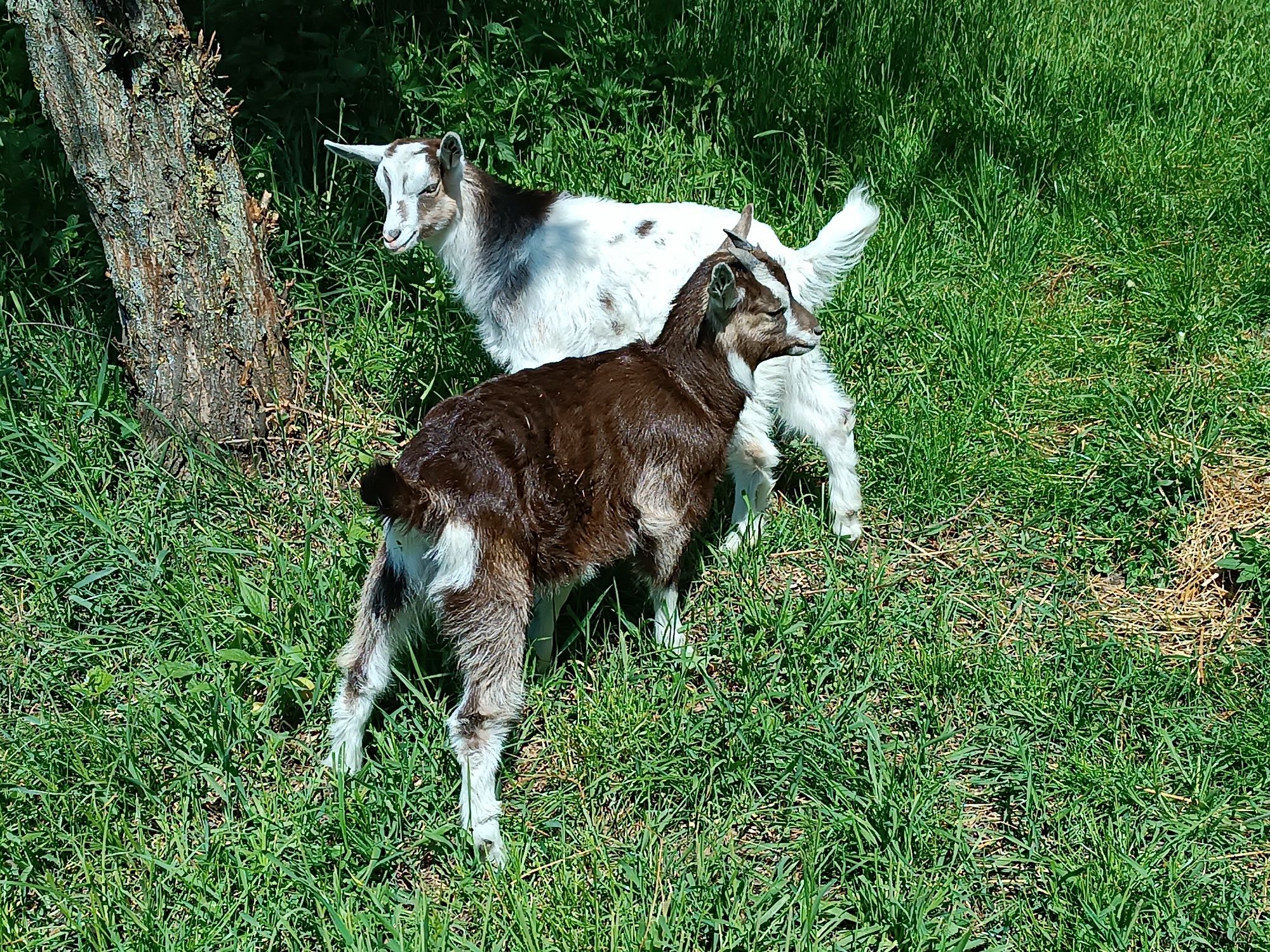 Продам козенята від молочної кози