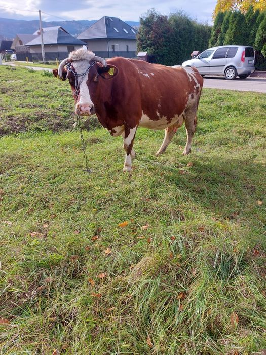 Sprzedam krowę zacieloną