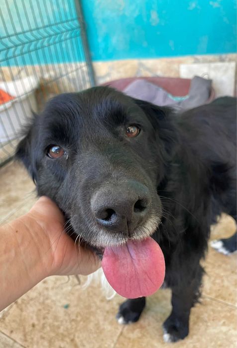 Panda - Para Adopção