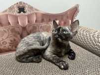 Kotka Devon Rex- FPL,FIFe