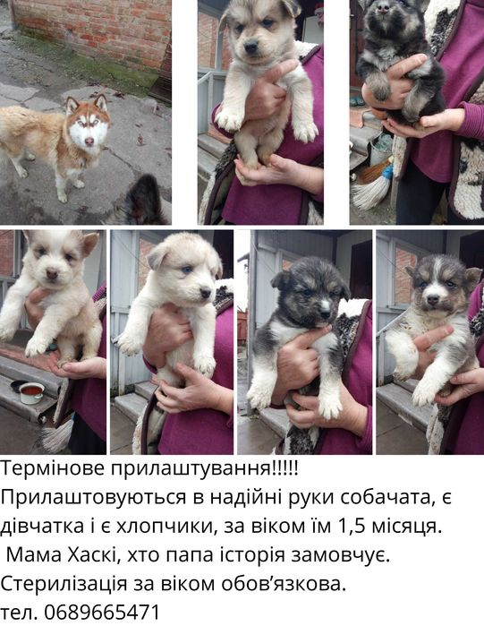 Термінове прилаштування