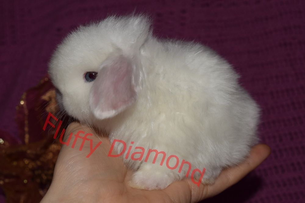Кролики из питомника "Fluffy Diamond" Крольчата с сатиновой шерстью!