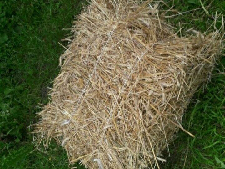 Słoma w kostkach żytnia