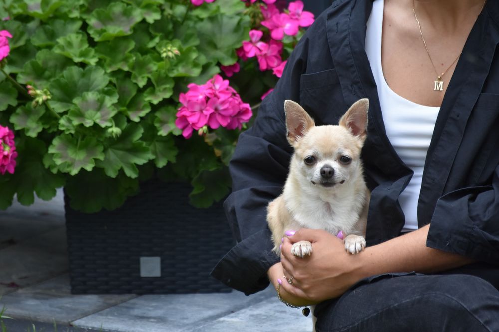 Sunia chuihuahua do adopcji