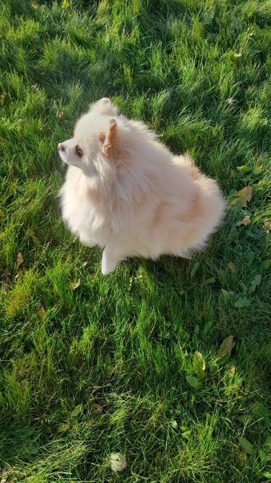 Померанський шпіц