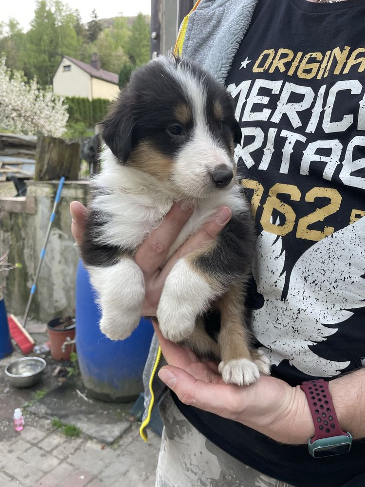 Tri-color Owczarek Szkocki Collie