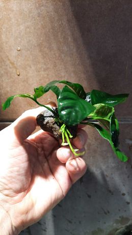 Anubias coffeefolia na lawie