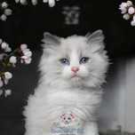 Ragdoll uroczy kocurek hodowlany po Championie, FPL, FIFE