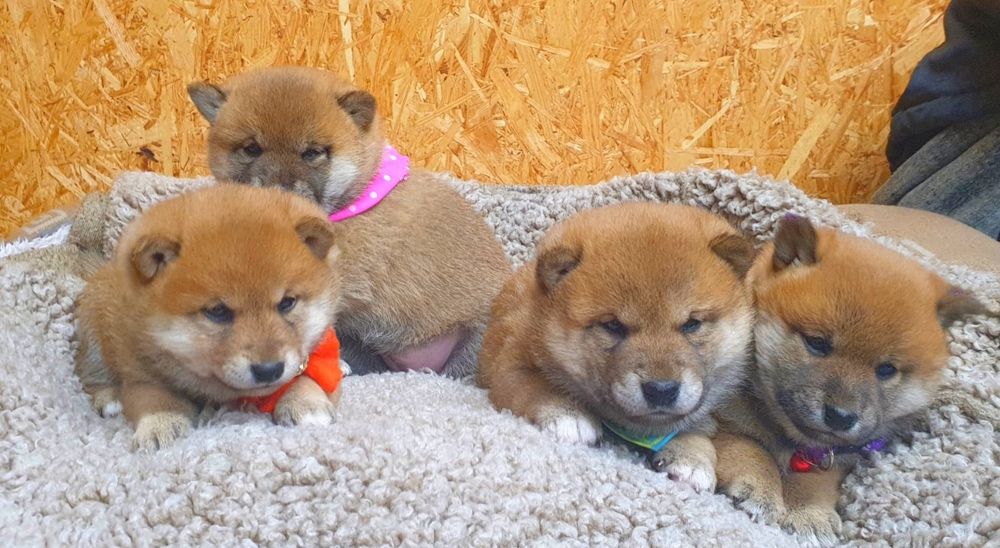 Shiba inu szczeniaczek