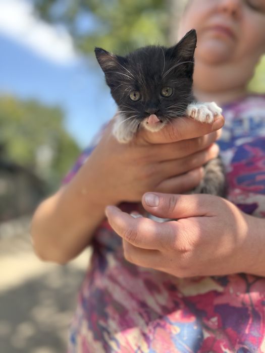 котенок мальчик бесплатно